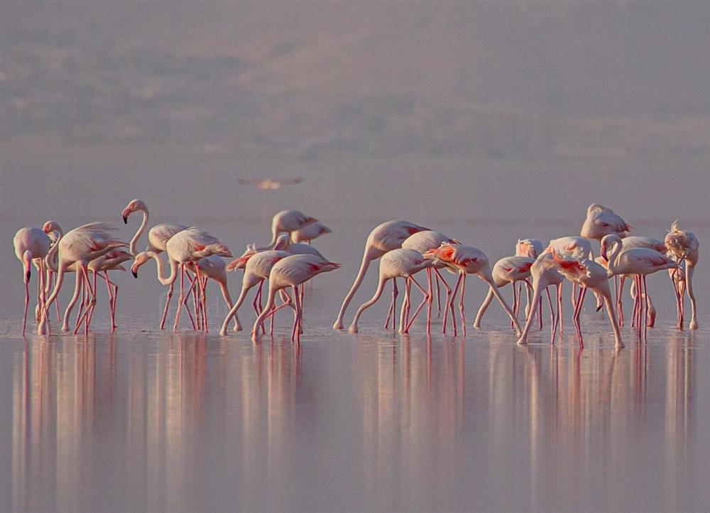 تور دریاچه مهارلو شیراز - نمک